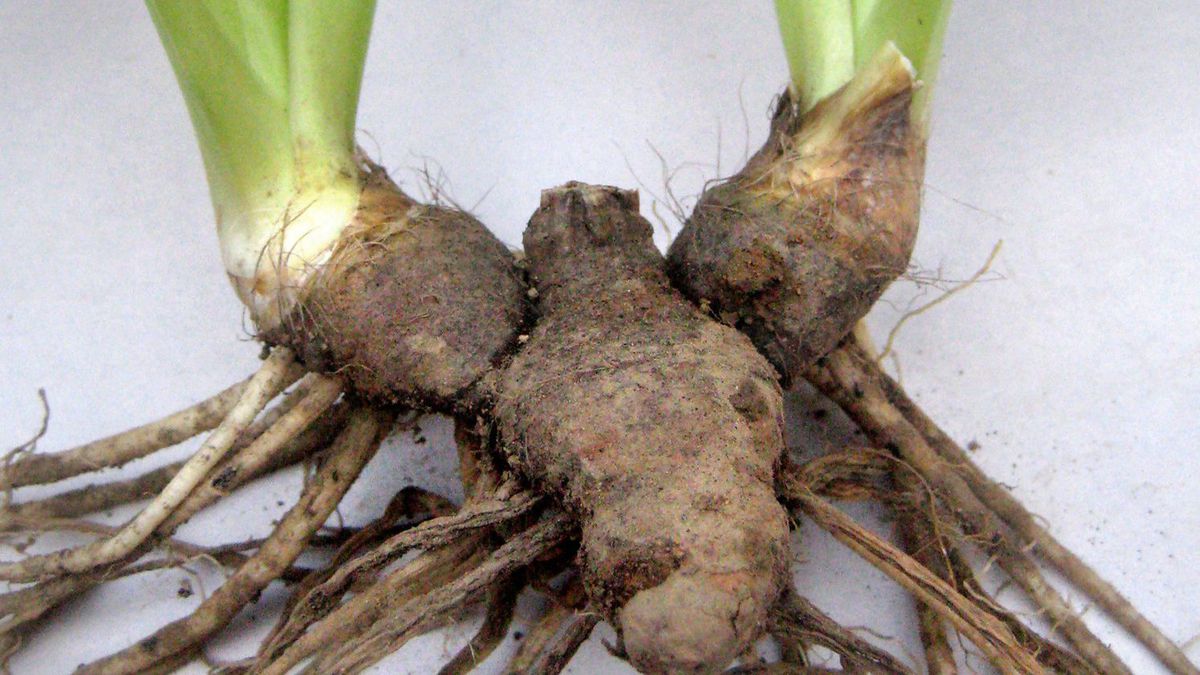 ریشه زنبق   ایرسا (بسته بندی 75 گرمی)